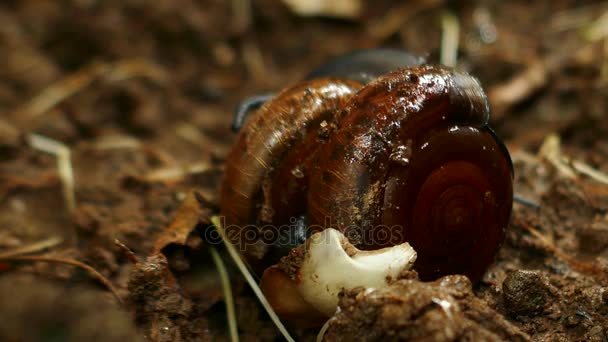 Escargots dans l'acte sauvage de reproduction — Video