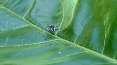 Örümcek makro böcek yaprak üzerinde doğal yeşil