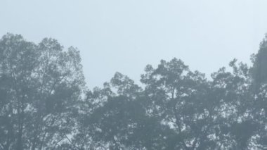 Şiddetli yağmur yağmur mevsimi