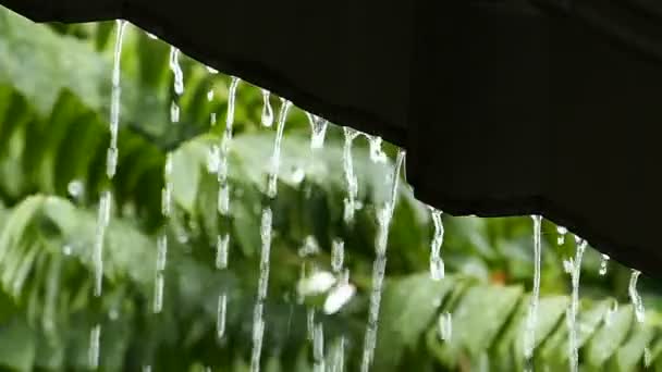 Fuertes lluvias en temporada de lluvias — Vídeo de stock