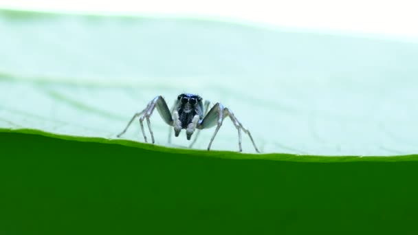 Зеленое макро-насекомое паука на листе, естественно — стоковое видео