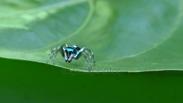 Zelený pavouk makro hmyzu na listu přirozeně — Stock video