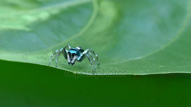 Verde Araña macro insecto En la hoja naturalmente — Vídeo de stock