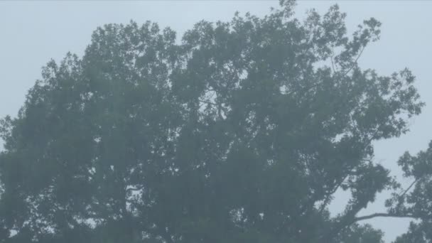 Starkregen in der Regenzeit — Stockvideo