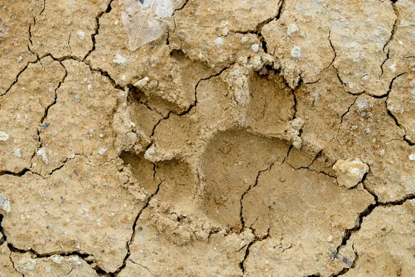 Animal footprints on abstract background rift of soil Climate change and drought land.