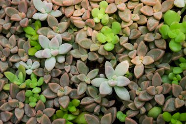 Doğal arka plan Kaktüs sulu bitkisi