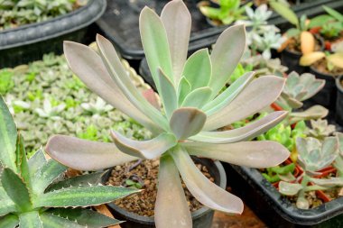 succulents ve kaktüs bahçede