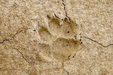 Arka plan yarığı toprak iklim değişikliği ve kuraklık arazi üzerinde hayvan ayak izleri.