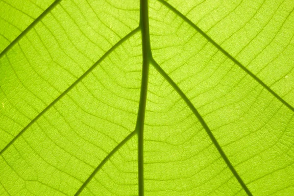 Zielony liść tekstury tła — Zdjęcie stockowe