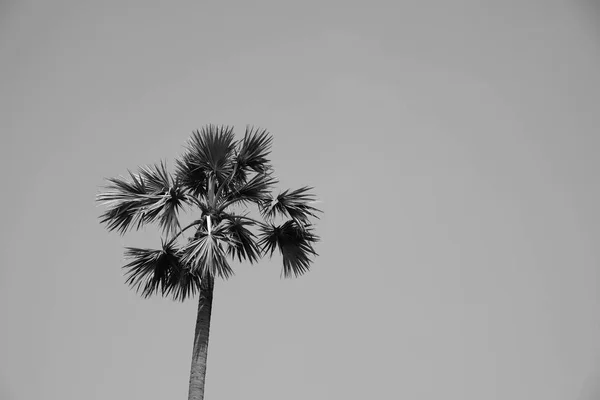 Retro gefilterd enkele palmboom — Stockfoto