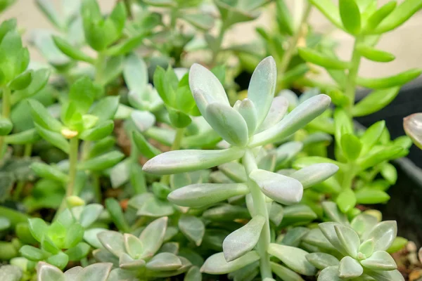 Suculentas e cactos no jardim — Fotografia de Stock