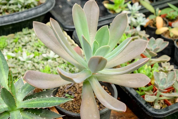 succulents ve kaktüs bahçede