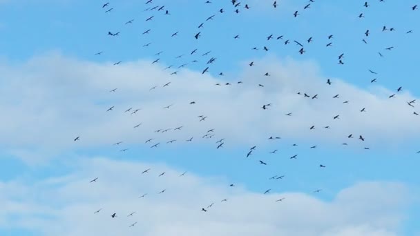 Nyáj madarak repül az égen — Stock videók