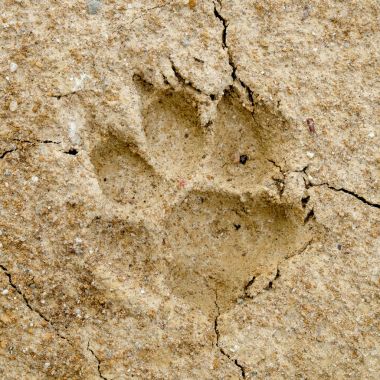 Arka plan yarığı toprak iklim değişikliği ve kuraklık arazi üzerinde hayvan ayak izleri.