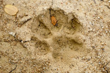Arka plan yarığı toprak iklim değişikliği ve kuraklık arazi üzerinde hayvan ayak izleri.