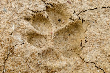 Arka plan yarığı toprak iklim değişikliği ve kuraklık arazi üzerinde hayvan ayak izleri.