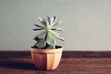 succulents ya da kaktüs filtre etkisi retro vintage tarzı ile tencere