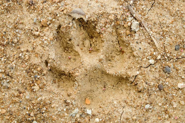Arka plan yarığı toprak iklim değişikliği ve kuraklık arazi üzerinde hayvan ayak izleri.