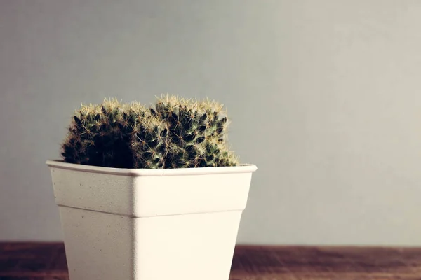 Sukulenty lub Kaktus w doniczkach z filtr efektu retro styl vintage — Zdjęcie stockowe