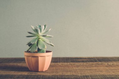 succulents ya da kaktüs filtre etkisi retro vintage tarzı ile tencere