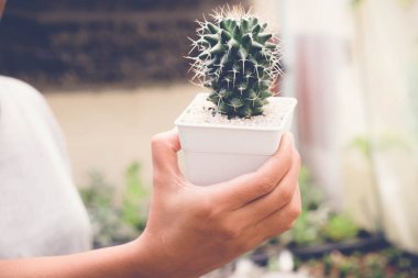 kadın el succulents ya da kaktüs tencere filtre etkisi retro vintage tarzı ile tutarak