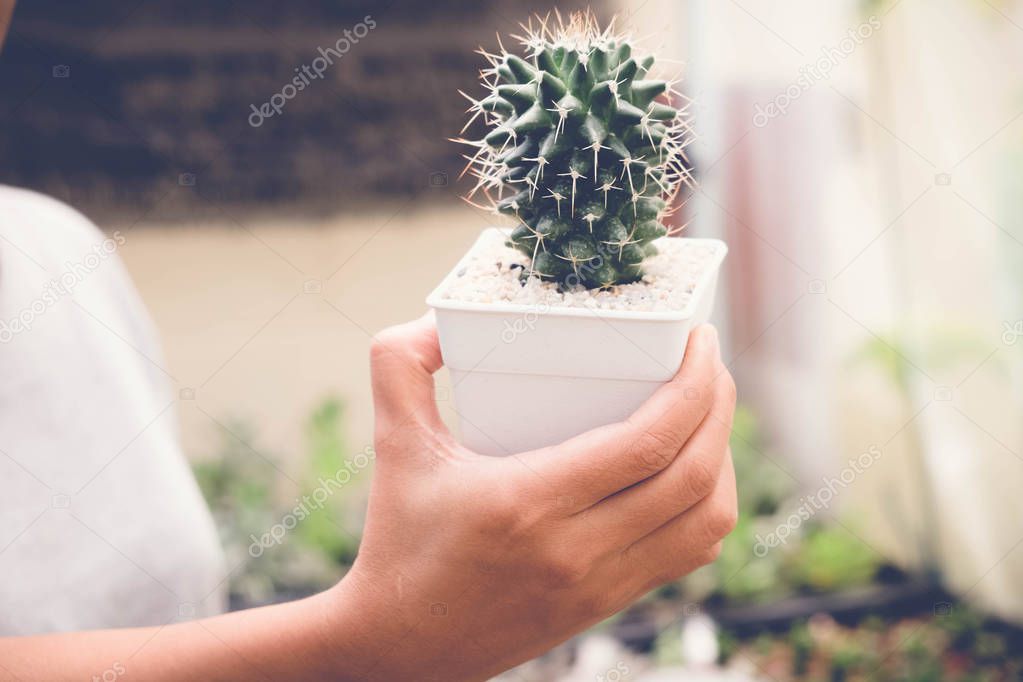 woman hand holding succulents or cactus in pots with filter effect retro vintage style