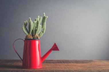 succulents ya da kaktüs filtre etkisi retro vintage tarzı ile tencere