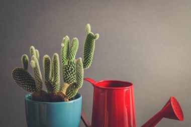 succulents ya da kaktüs filtre etkisi retro vintage tarzı ile tencere