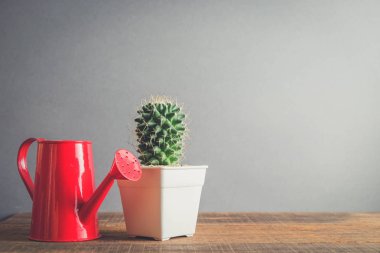 succulents ya da kaktüs filtre etkisi retro vintage tarzı ile tencere