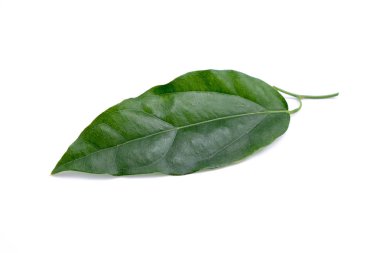 Bambu çimen, Bai-ya-nang. (Adı Tayland yazıldığından) Tiliacora triandra Colebr. Beyaz arka plan üzerinde izole