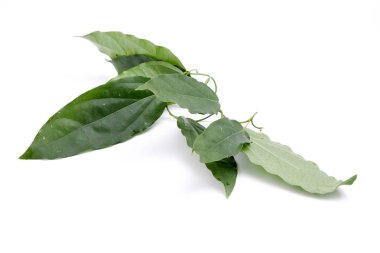 Bambu çimen, Bai-ya-nang. (Adı Tayland yazıldığından) Tiliacora triandra Colebr. Beyaz arka plan üzerinde izole