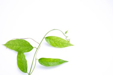 Bambu çimen, Bai-ya-nang. (Adı Tayland yazıldığından) Tiliacora triandra Colebr. Beyaz arka plan üzerinde izole