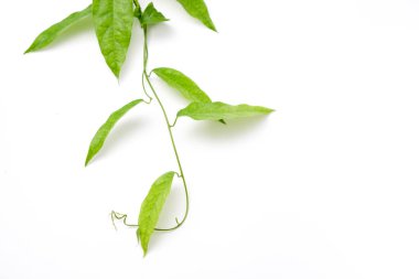 Bambu çimen, Bai-ya-nang. (Adı Tayland yazıldığından) Tiliacora triandra Colebr. Beyaz arka plan üzerinde izole