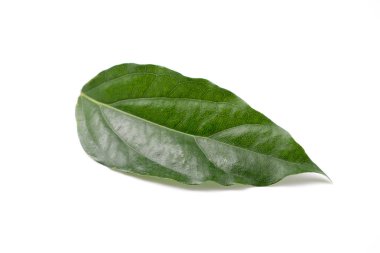 Bambu çimen, Bai-ya-nang. (Adı Tayland yazıldığından) Tiliacora triandra Colebr. Beyaz arka plan üzerinde izole