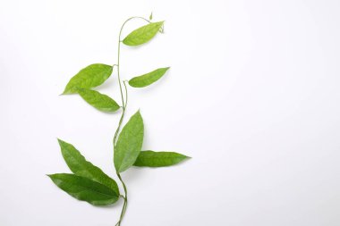 Bambu çimen, Bai-ya-nang. (Adı Tayland yazıldığından) Tiliacora triandra Colebr. Beyaz arka plan üzerinde izole