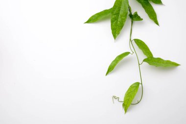 Bambu çimen, Bai-ya-nang. (Adı Tayland yazıldığından) Tiliacora triandra Colebr. Beyaz arka plan üzerinde izole