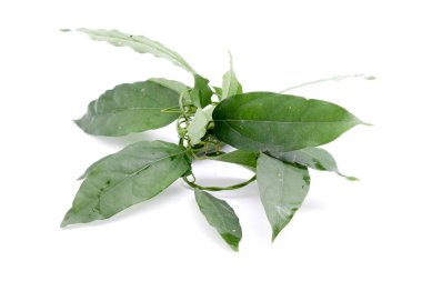 Bambu çimen, Bai-ya-nang. (Adı Tayland yazıldığından) Tiliacora triandra Colebr. Beyaz arka plan üzerinde izole