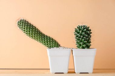 succulents ya da kaktüs rafta turuncu arka plan üzerinde beton tencere