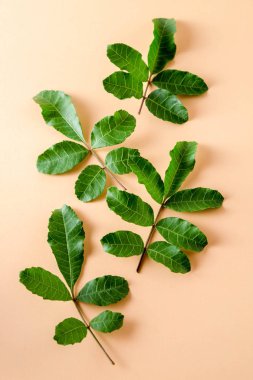 pastel turuncu kağıt arka plan üzerinde en az düzeyde kavram düz laytropical yaprakları.