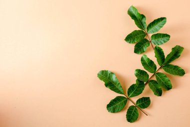 pastel turuncu kağıt arka plan üzerinde en az düzeyde kavram düz laytropical yaprakları.