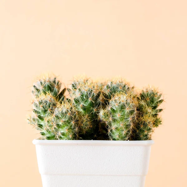 succulents or cactus in concrete pots over orange background on the shelf
