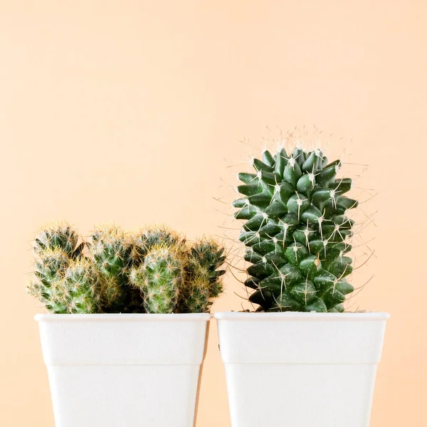 succulents ya da kaktüs rafta turuncu arka plan üzerinde beton tencere