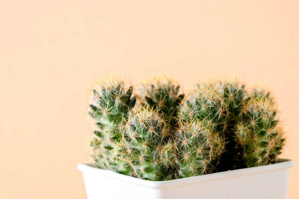 succulents ya da kaktüs rafta turuncu arka plan üzerinde beton tencere