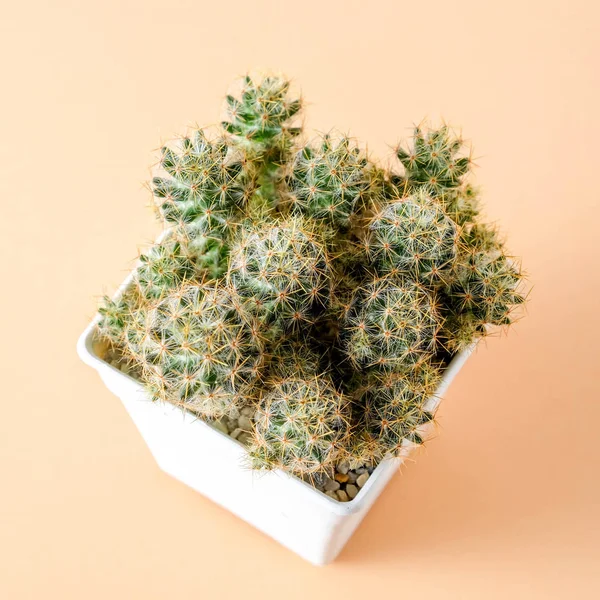 Succulents 또는 선반에 주황색 배경 위에 콘크리트 냄비에 선인장 — 스톡 사진