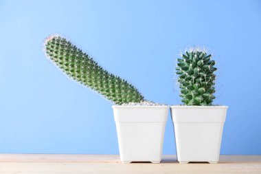 succulents ya da kaktüs raf üzerinde mavi arka plan üzerinde beton tencere