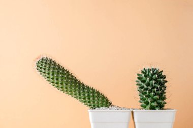 succulents ya da kaktüs rafta turuncu arka plan üzerinde beton tencere