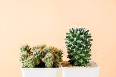 succulents ya da kaktüs rafta turuncu arka plan üzerinde beton tencere