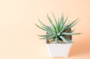 succulents ya da kaktüs rafta turuncu arka plan üzerinde beton tencere