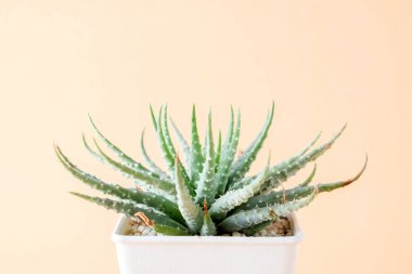 succulents ya da kaktüs rafta turuncu arka plan üzerinde beton tencere