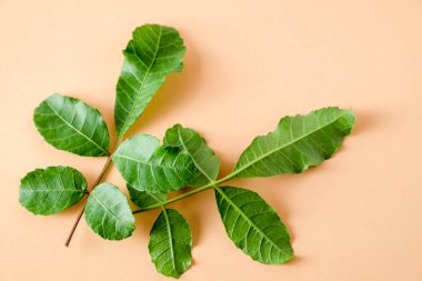 pastel turuncu kağıt arka plan üzerinde en az düzeyde kavram düz laytropical yaprakları.